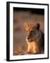 Lioness, Okavango Delta, Botswana-Pete Oxford-Framed Photographic Print