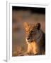 Lioness, Okavango Delta, Botswana-Pete Oxford-Framed Photographic Print