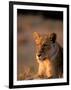 Lioness, Okavango Delta, Botswana-Pete Oxford-Framed Photographic Print