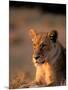 Lioness, Okavango Delta, Botswana-Pete Oxford-Mounted Photographic Print
