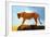 Lioness On A Rock 1-Ata Alishahi-Framed Giclee Print