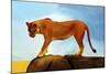 Lioness On A Rock 1-Ata Alishahi-Mounted Giclee Print