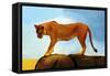 Lioness On A Rock 1-Ata Alishahi-Framed Stretched Canvas