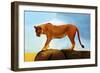 Lioness On A Rock 1-Ata Alishahi-Framed Giclee Print