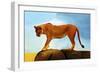 Lioness On A Rock 1-Ata Alishahi-Framed Giclee Print