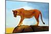 Lioness On A Rock 1-Ata Alishahi-Mounted Giclee Print