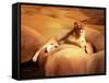 Lioness On A Rock 2-Ata Alishahi-Framed Stretched Canvas