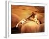 Lioness On A Rock 2-Ata Alishahi-Framed Giclee Print