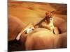 Lioness On A Rock 2-Ata Alishahi-Mounted Giclee Print