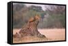 Lioness on Termite Mound-Paul Souders-Framed Stretched Canvas