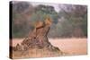 Lioness on Termite Mound-Paul Souders-Stretched Canvas
