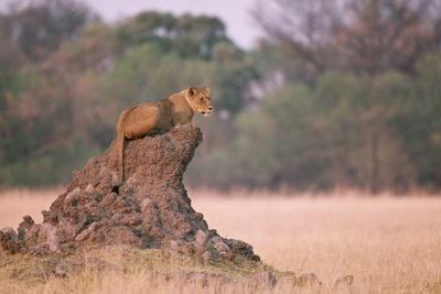 https://imgc.allpostersimages.com/img/posters/lioness-on-termite-mound_u-L-PZNCVK0.jpg?artPerspective=n