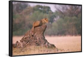 Lioness on Termite Mound-Paul Souders-Framed Photographic Print