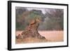 Lioness on Termite Mound-Paul Souders-Framed Photographic Print