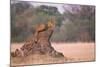 Lioness on Termite Mound-Paul Souders-Mounted Photographic Print