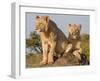 Lioness on the Look Out Full Bleed-Martin Fowkes-Framed Giclee Print