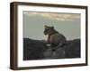 Lioness on the Road Full Bleed-Martin Fowkes-Framed Giclee Print