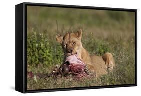 Lioness (Panthera Leo) at a Wildebeest Carcass-James Hager-Framed Stretched Canvas