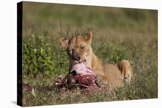 Lioness (Panthera Leo) at a Wildebeest Carcass-James Hager-Stretched Canvas
