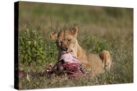 Lioness (Panthera Leo) at a Wildebeest Carcass-James Hager-Stretched Canvas