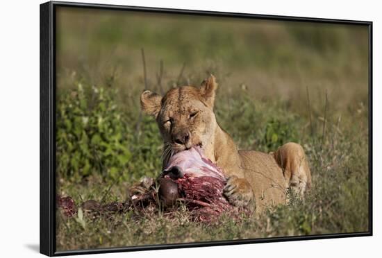 Lioness (Panthera Leo) at a Wildebeest Carcass-James Hager-Framed Photographic Print