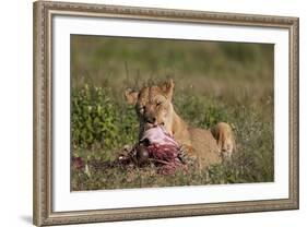 Lioness (Panthera Leo) at a Wildebeest Carcass-James Hager-Framed Photographic Print