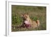 Lioness (Panthera Leo) at a Wildebeest Carcass-James Hager-Framed Photographic Print
