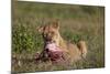 Lioness (Panthera Leo) at a Wildebeest Carcass-James Hager-Mounted Photographic Print