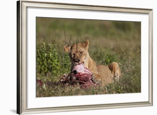 Lioness (Panthera Leo) at a Wildebeest Carcass-James Hager-Framed Photographic Print