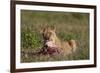 Lioness (Panthera Leo) at a Wildebeest Carcass-James Hager-Framed Photographic Print