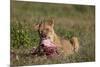 Lioness (Panthera Leo) at a Wildebeest Carcass-James Hager-Mounted Photographic Print