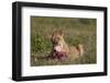 Lioness (Panthera Leo) at a Wildebeest Carcass-James Hager-Framed Photographic Print