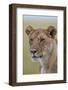 Lioness (Panthera Leo) Covered with Flies, Serengeti National Park, Tanzania, East Africa, Africa-James Hager-Framed Photographic Print