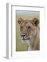 Lioness (Panthera Leo) Covered with Flies, Serengeti National Park, Tanzania, East Africa, Africa-James Hager-Framed Photographic Print