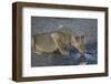 Lioness (Panthera Leo) Drinking-James Hager-Framed Photographic Print