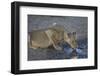 Lioness (Panthera Leo) Drinking-James Hager-Framed Photographic Print