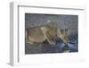 Lioness (Panthera Leo) Drinking-James Hager-Framed Photographic Print