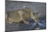 Lioness (Panthera Leo) Drinking-James Hager-Mounted Photographic Print