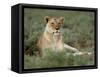 Lioness (Panthera Leo), Etosha, Namibia, Africa-Steve & Ann Toon-Framed Stretched Canvas