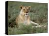 Lioness (Panthera Leo), Etosha, Namibia, Africa-Steve & Ann Toon-Stretched Canvas