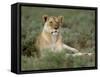 Lioness (Panthera Leo), Etosha, Namibia, Africa-Steve & Ann Toon-Framed Stretched Canvas