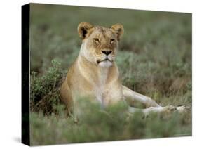 Lioness (Panthera Leo), Etosha, Namibia, Africa-Steve & Ann Toon-Stretched Canvas