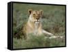 Lioness (Panthera Leo), Etosha, Namibia, Africa-Steve & Ann Toon-Framed Stretched Canvas