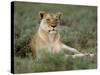 Lioness (Panthera Leo), Etosha, Namibia, Africa-Steve & Ann Toon-Stretched Canvas