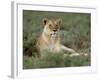 Lioness (Panthera Leo), Etosha, Namibia, Africa-Steve & Ann Toon-Framed Photographic Print