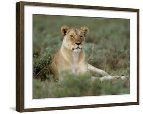 Lioness (Panthera Leo), Etosha, Namibia, Africa-Steve & Ann Toon-Framed Photographic Print