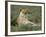 Lioness (Panthera Leo), Etosha, Namibia, Africa-Steve & Ann Toon-Framed Photographic Print