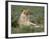 Lioness (Panthera Leo), Etosha, Namibia, Africa-Steve & Ann Toon-Framed Photographic Print