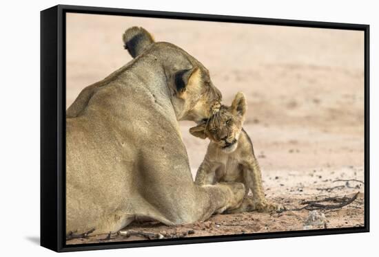 Lioness (Panthera leo) grooming cub, Kgalagadi Transfrontier Park, South Africa-Ann and Steve Toon-Framed Stretched Canvas