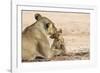 Lioness (Panthera leo) grooming cub, Kgalagadi Transfrontier Park, South Africa-Ann and Steve Toon-Framed Photographic Print
